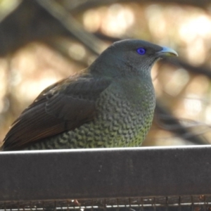 Ptilonorhynchus violaceus at Molonglo Valley, ACT - 22 Aug 2019 01:16 PM