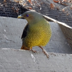 Ptilonorhynchus violaceus at Molonglo Valley, ACT - 22 Aug 2019 01:16 PM