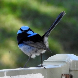 Malurus cyaneus at Molonglo Valley, ACT - 22 Aug 2019 01:27 PM