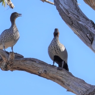 Chenonetta jubata (Australian Wood Duck) at Hughes, ACT - 23 Aug 2019 by JackyF