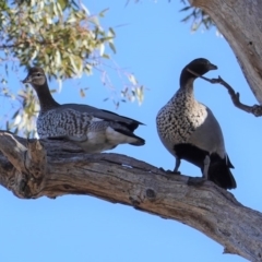 Chenonetta jubata at Hughes, ACT - 23 Aug 2019 08:42 AM