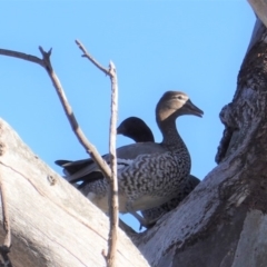 Chenonetta jubata at Hughes, ACT - 23 Aug 2019 08:42 AM