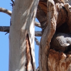 Callocephalon fimbriatum (Gang-gang Cockatoo) at Red Hill to Yarralumla Creek - 23 Aug 2019 by JackyF