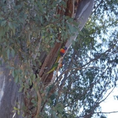 Trichoglossus moluccanus (Rainbow Lorikeet) at Red Hill to Yarralumla Creek - 23 Aug 2019 by JackyF