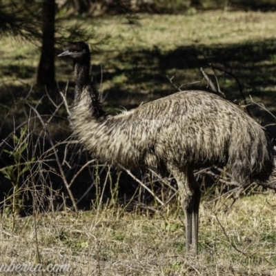 Dromaius novaehollandiae (Emu) at Cotter Reserve - 17 Aug 2019 by BIrdsinCanberra
