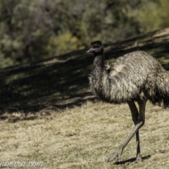 Dromaius novaehollandiae at Coree, ACT - 17 Aug 2019 12:38 PM