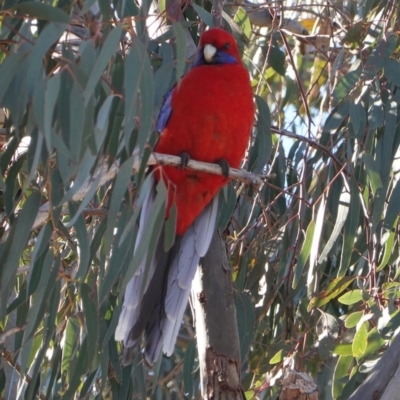 Platycercus elegans (Crimson Rosella) at Deakin, ACT - 23 Aug 2019 by JackyF