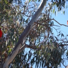 Platycercus elegans at Deakin, ACT - 23 Aug 2019 08:46 AM