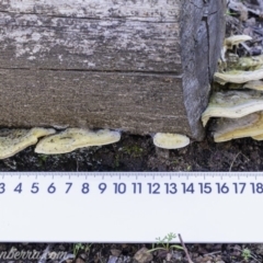 Trametes sp. at Uriarra Village, ACT - 17 Aug 2019 by BIrdsinCanberra