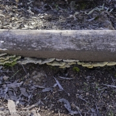 Trametes sp. at Uriarra Village, ACT - 17 Aug 2019