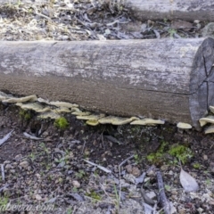 Trametes sp. at Uriarra Village, ACT - 17 Aug 2019