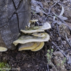 Trametes sp. at Uriarra Village, ACT - 17 Aug 2019