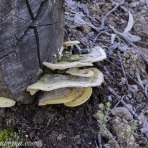 Trametes sp. at Uriarra Village, ACT - 17 Aug 2019