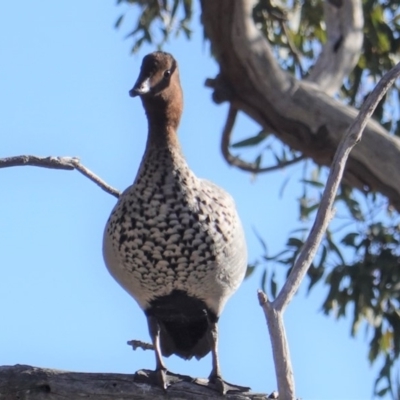 Chenonetta jubata (Australian Wood Duck) at Deakin, ACT - 23 Aug 2019 by JackyF