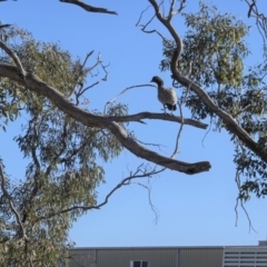 Chenonetta jubata at Deakin, ACT - 23 Aug 2019 10:22 AM