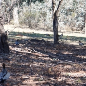 Chenonetta jubata at Deakin, ACT - 23 Aug 2019 10:22 AM