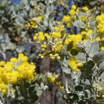 Acacia podalyriifolia (Queensland Silver Wattle) at Hughes Grassy Woodland - 23 Aug 2019 by JackyF