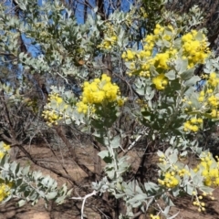 Acacia podalyriifolia at Hughes, ACT - 23 Aug 2019 10:26 AM