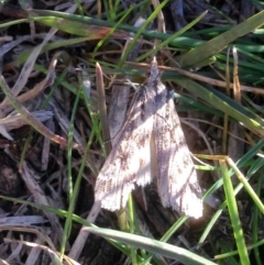Nola vernalis (Dagger Tuft Moth) at Aranda, ACT - 23 Aug 2019 by KMcCue