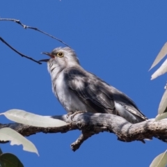 Cacomantis pallidus (Pallid Cuckoo) at Callum Brae - 22 Aug 2019 by rawshorty