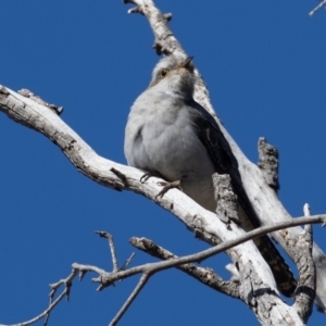 Cacomantis pallidus at Symonston, ACT - 23 Aug 2019