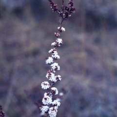 Leucopogon attenuatus (Small-leaved Beard Heath) at Theodore, ACT - 14 Jul 2001 by michaelb