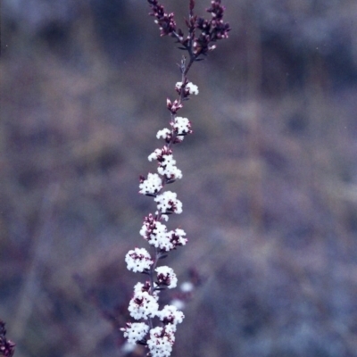 Leucopogon attenuatus (Small-leaved Beard Heath) at Rob Roy Range - 14 Jul 2001 by michaelb