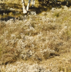 Styphelia attenuata at Conder, ACT - 15 Aug 1999