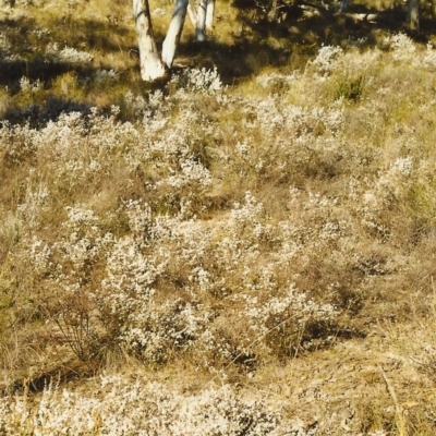 Leucopogon attenuatus (Small-leaved Beard Heath) at Rob Roy Range - 14 Aug 1999 by michaelb