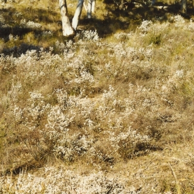 Styphelia attenuatus (Small-leaved Beard Heath) at Conder, ACT - 14 Aug 1999 by michaelb