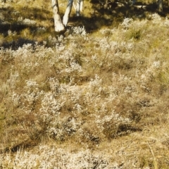 Leucopogon attenuatus (Small-leaved Beard Heath) at Conder, ACT - 14 Aug 1999 by michaelb