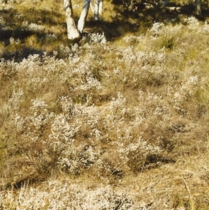 Leucopogon attenuatus at Conder, ACT - 15 Aug 1999