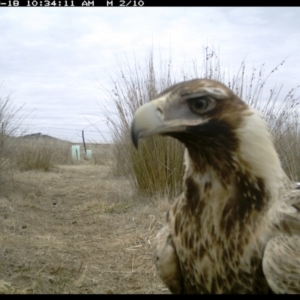 Aquila audax at Michelago, NSW - 18 Aug 2019 10:34 AM