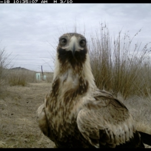 Aquila audax at Michelago, NSW - 18 Aug 2019 10:34 AM