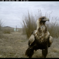 Aquila audax at Michelago, NSW - 18 Aug 2019