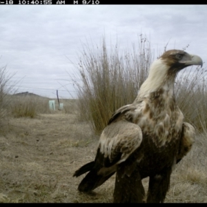 Aquila audax at Michelago, NSW - 18 Aug 2019 10:34 AM