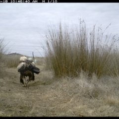 Aquila audax at Michelago, NSW - 18 Aug 2019 10:34 AM