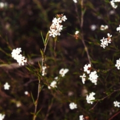 Leucopogon virgatus (Common Beard-heath) at Conder, ACT - 13 Oct 2001 by michaelb