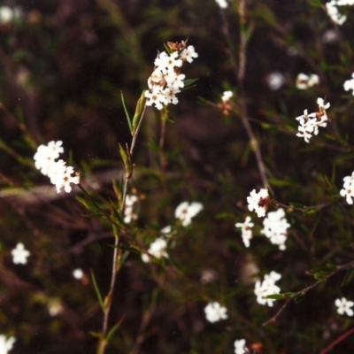 Leucopogon virgatus (Common Beard-heath) at Conder, ACT - 14 Oct 2001 by MichaelBedingfield