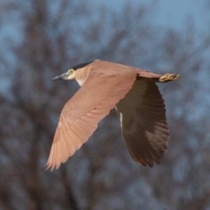 Nycticorax caledonicus at Fyshwick, ACT - 24 Aug 2019 10:18 AM