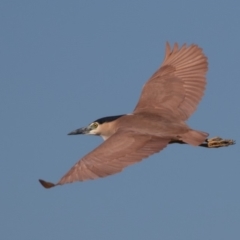 Nycticorax caledonicus at Fyshwick, ACT - 24 Aug 2019 10:18 AM