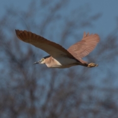 Nycticorax caledonicus at Fyshwick, ACT - 24 Aug 2019