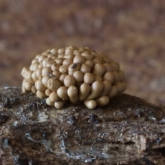 Tubifera vanderheuliae at Box Cutting Rainforest Walk - 15 Mar 2018 by Teresa