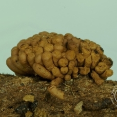 Tubifera vanderheuliae at suppressed - suppressed