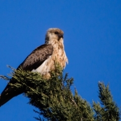 Haliastur sphenurus (Whistling Kite) at Murrumbateman, NSW - 24 Aug 2019 by SallyandPeter