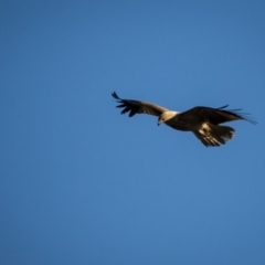 Haliastur sphenurus at Murrumbateman, NSW - 24 Aug 2019 08:06 AM