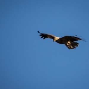 Haliastur sphenurus at Murrumbateman, NSW - 24 Aug 2019 08:06 AM