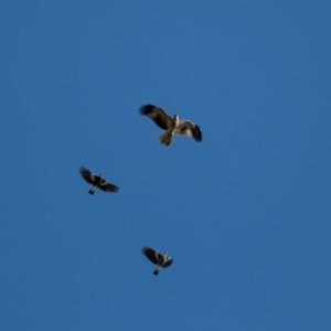 Haliastur sphenurus at Murrumbateman, NSW - 24 Aug 2019 08:06 AM