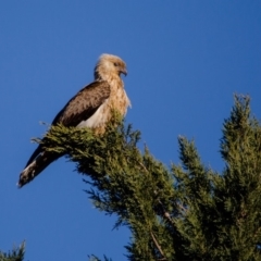 Haliastur sphenurus at Murrumbateman, NSW - 24 Aug 2019 08:06 AM