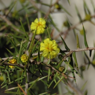 Acacia ulicifolia (Prickly Moses) at Carwoola, NSW - 24 Aug 2019 by KumikoCallaway